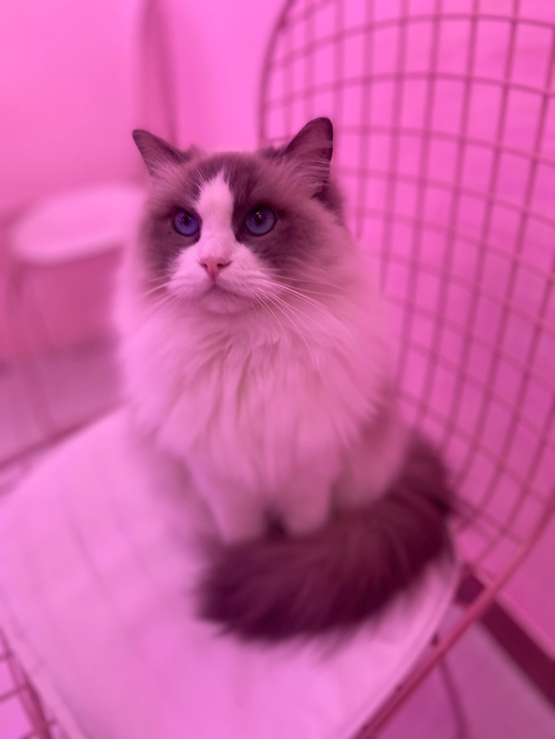 粉色猫猫摇可乐图片