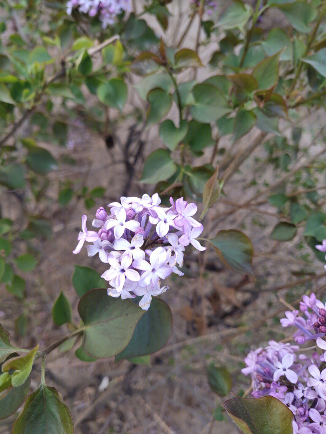 匆匆那年五瓣丁香花图片