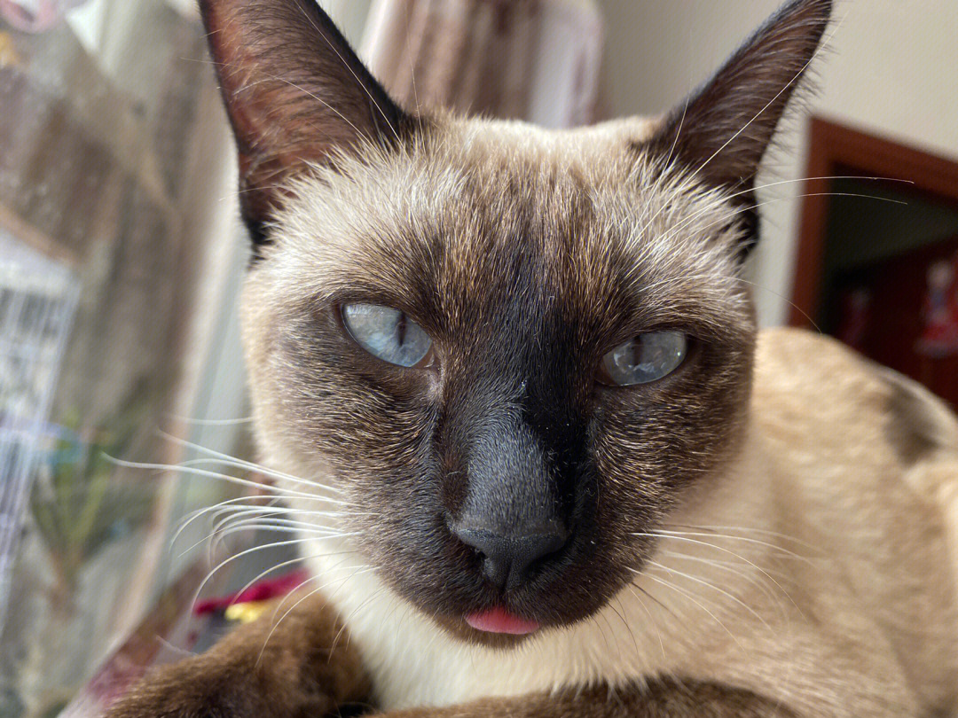 吐舌头的暹罗猫