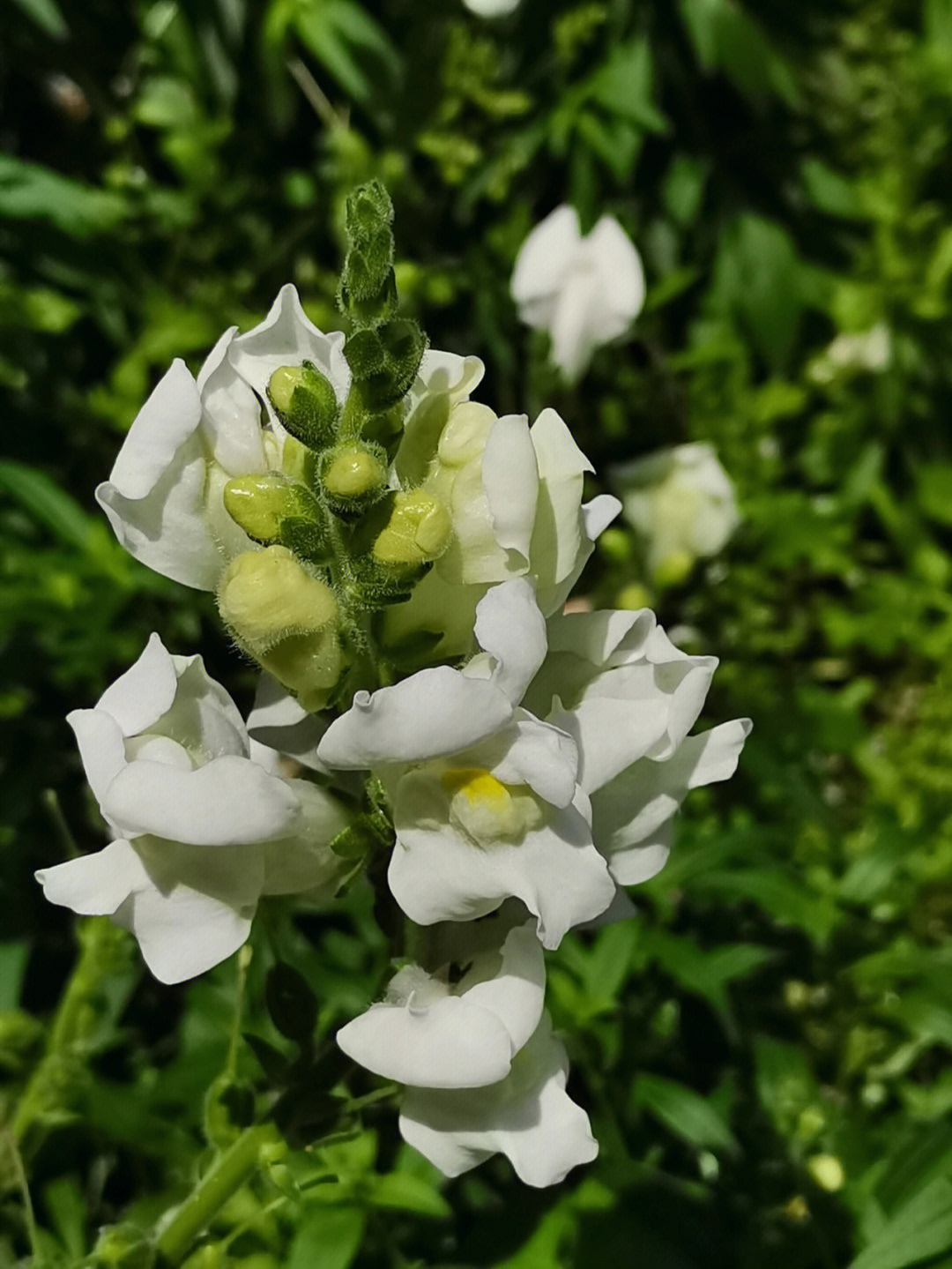 花狮子赏析图片