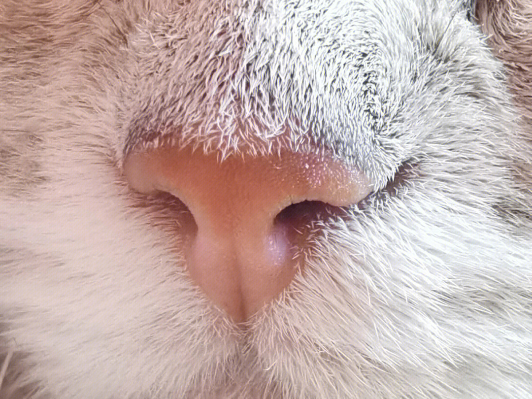 猫鼻梁海拔图片
