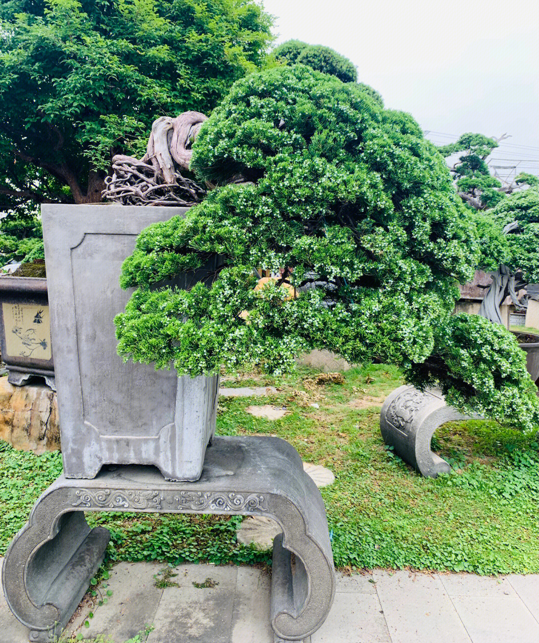 台湾真柏的针叶图片图片