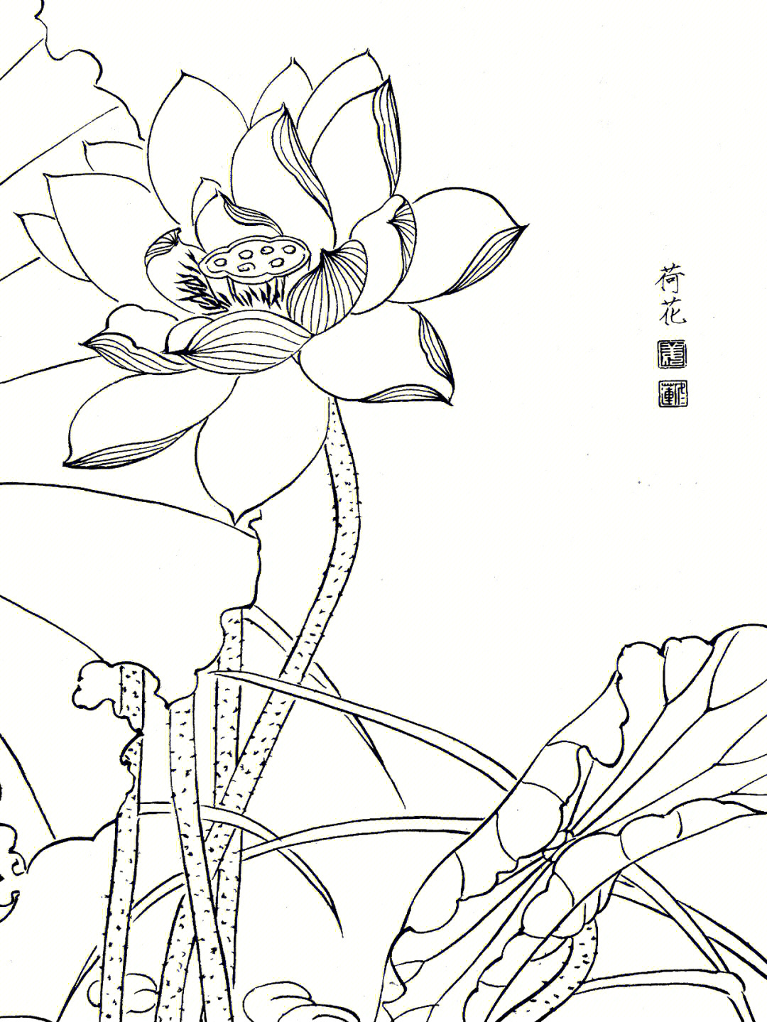 白描画荷花图片