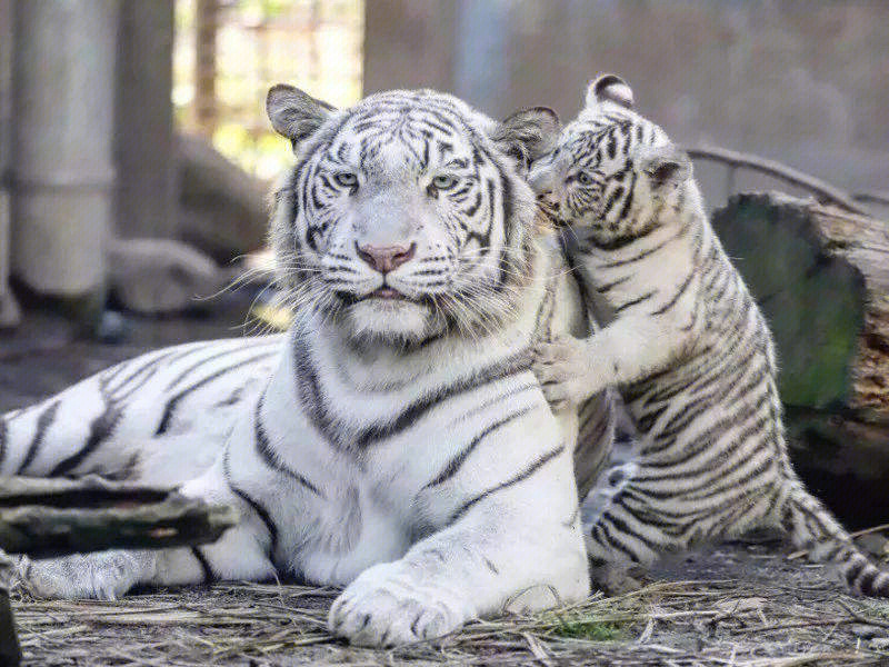白狮子和白老虎图片来自百度好可爱哈