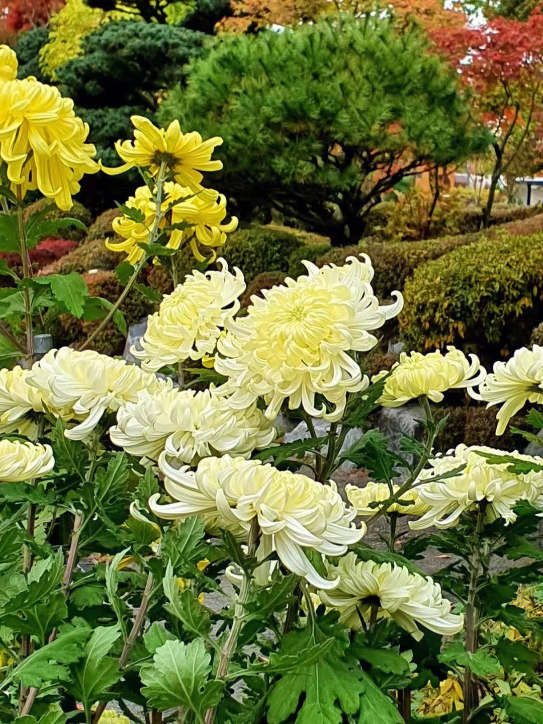 菊花的开放季节图片