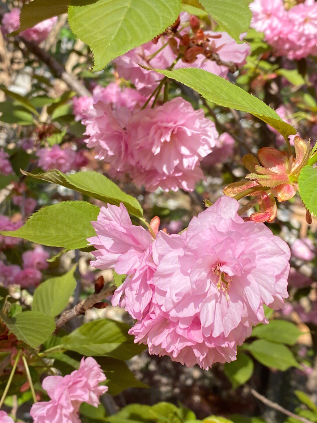 樱花什么时候开花季节图片