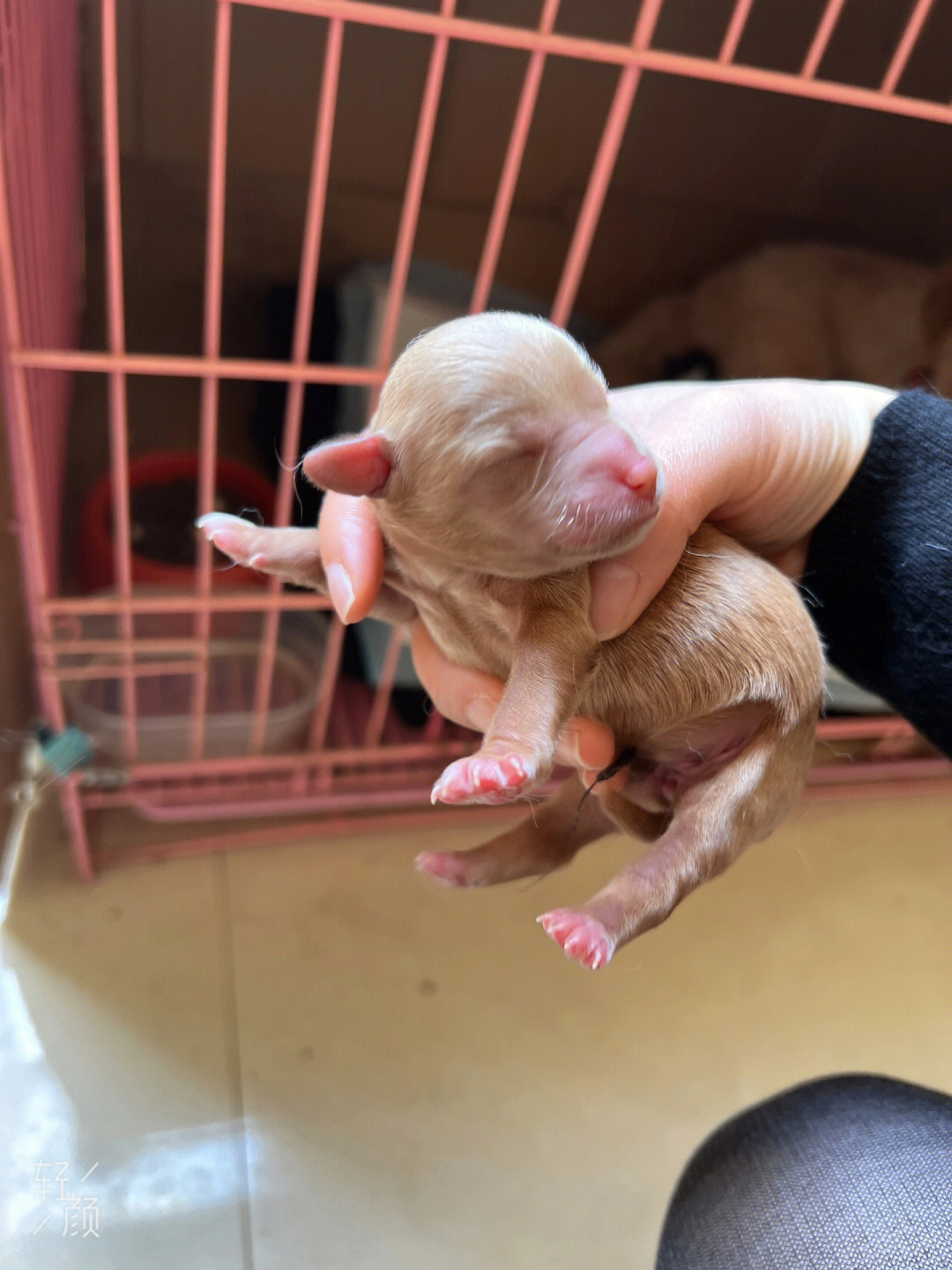 幼犬如何区分公母图片