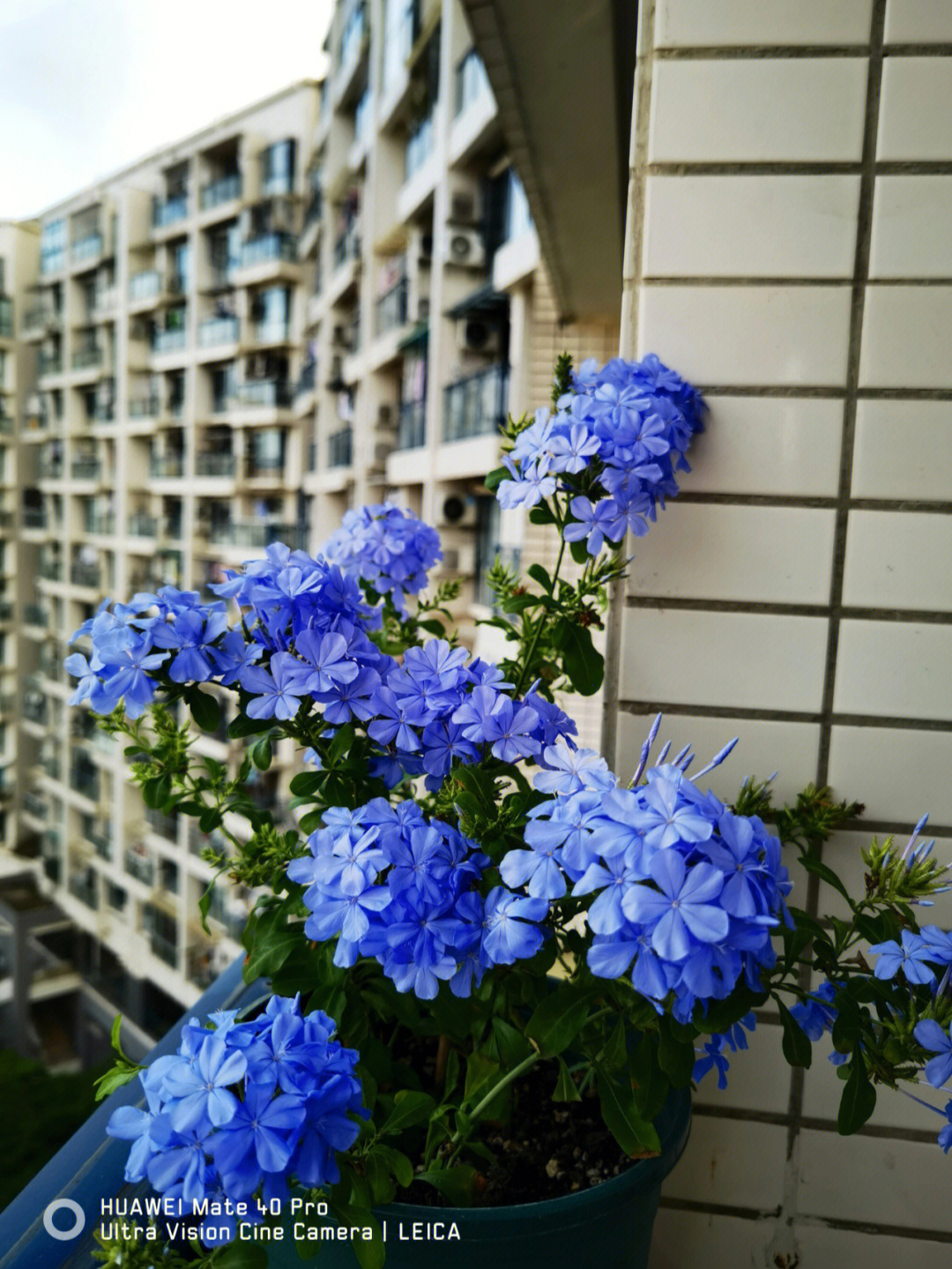 蓝雪花,紫叶酢浆草,披头散发的太阳花,婚礼油画,橡皮树,蓝色阴雨