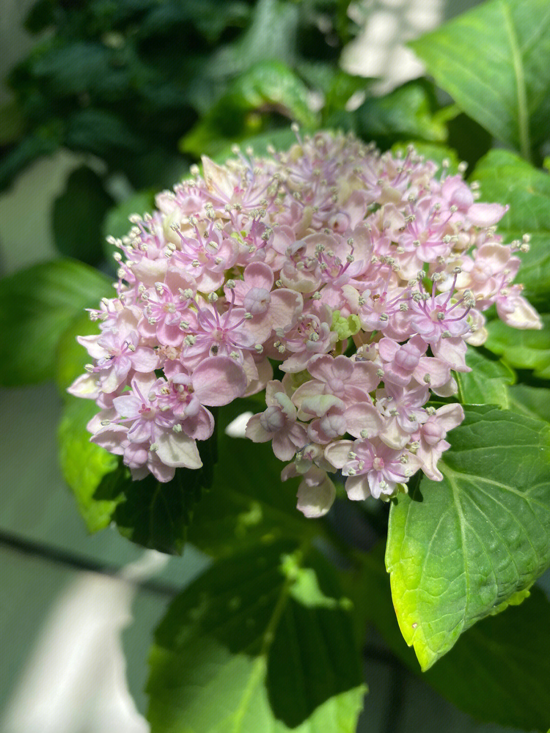 三河千鸟高广坤图片