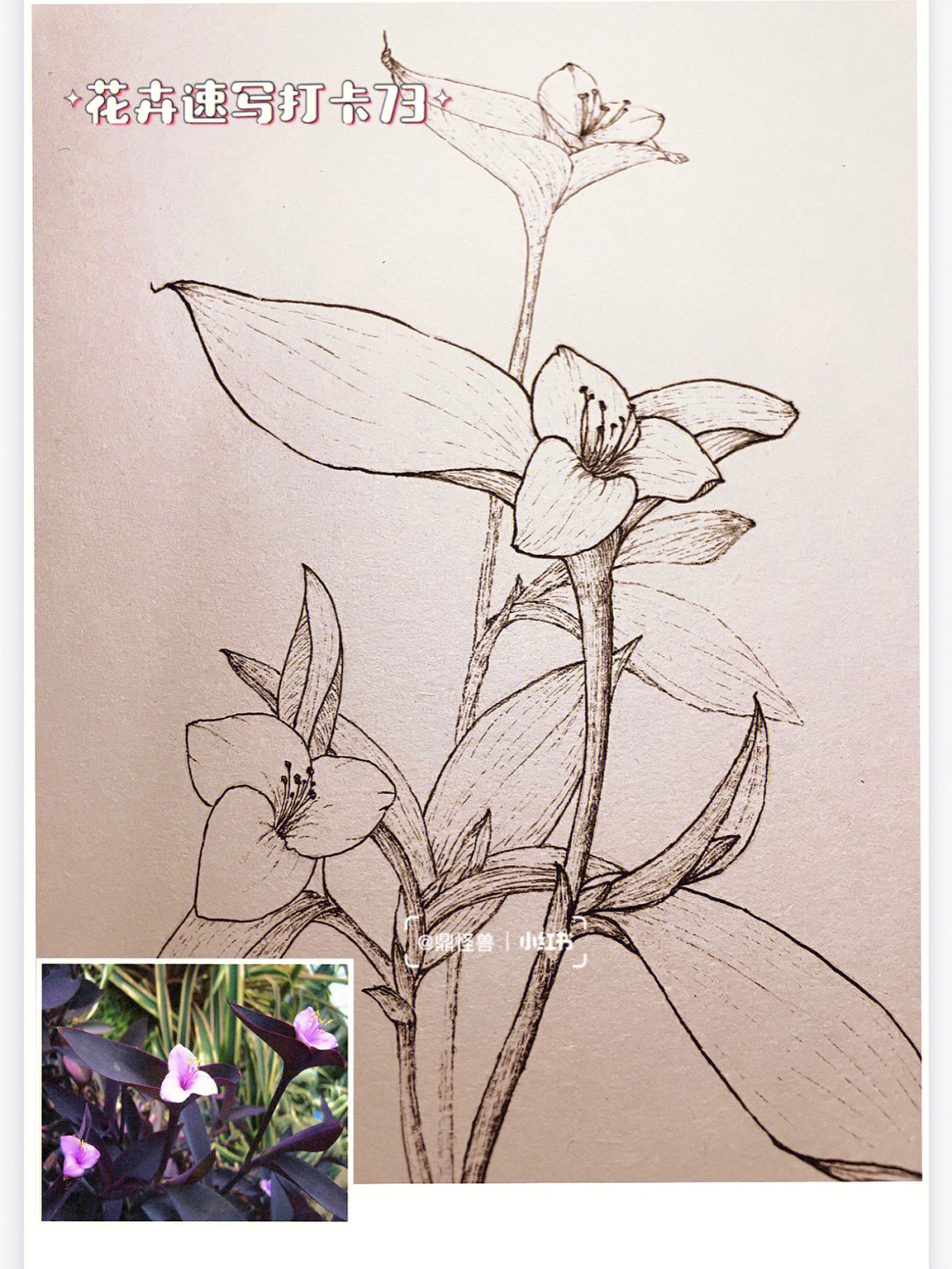 紫露草手绘图片