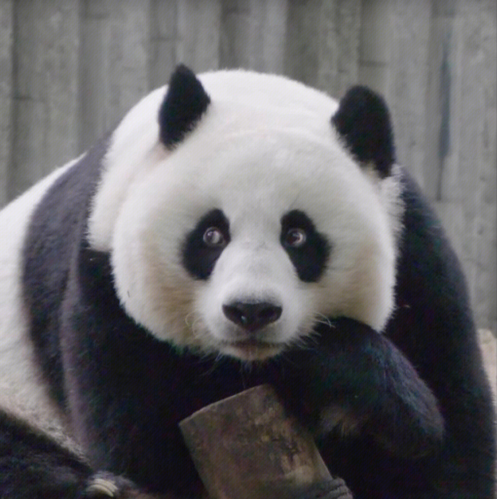 大熊猫金宝的父亲图片