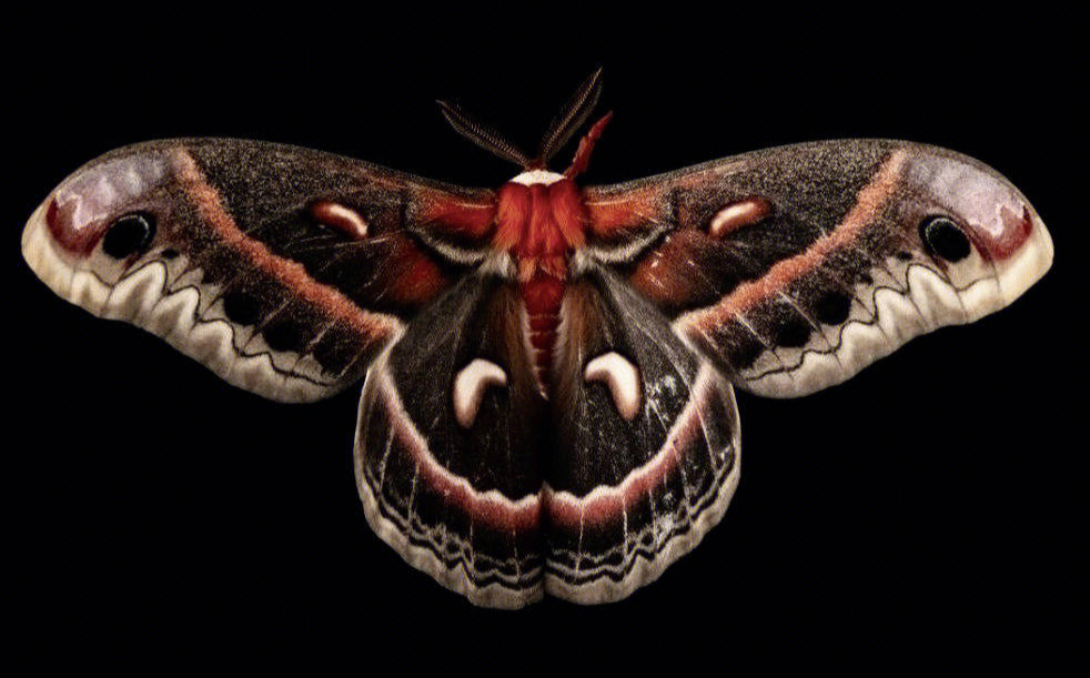 黑色蛾子红色肚子图片