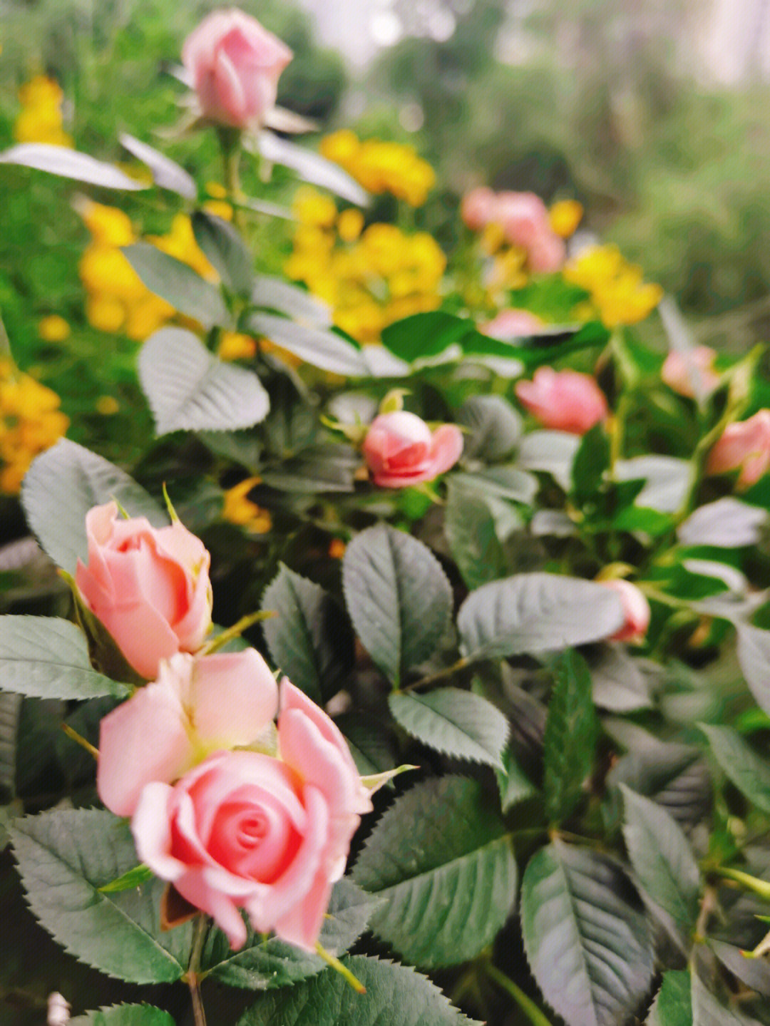 玫瑰花开花的季节开放图片