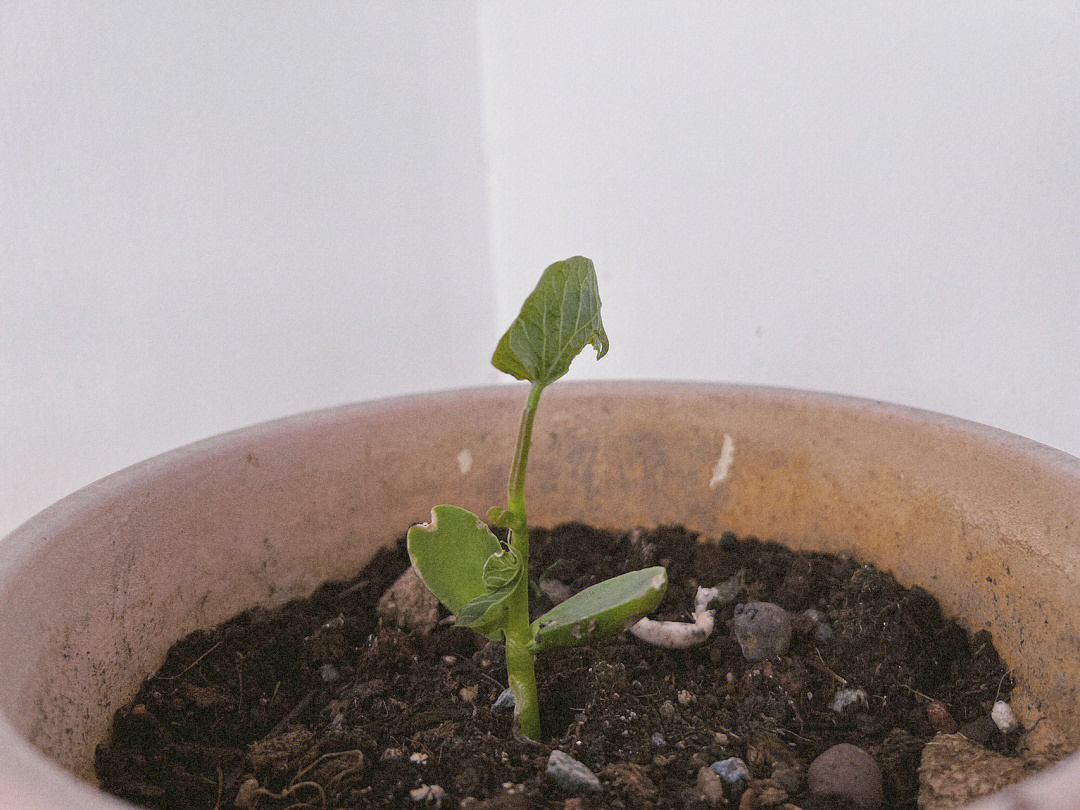 大概是3月初买了罐茉莉绿茶里面附送了一颗种子埋下后,慢慢看着发芽