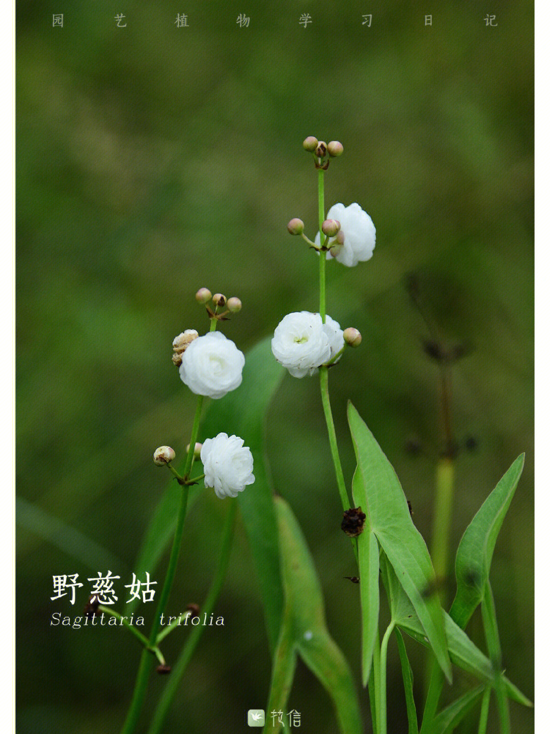 07泽泻科 慈姑属07野慈姑并不是野生的慈姑,而是它大名就叫野慈菇