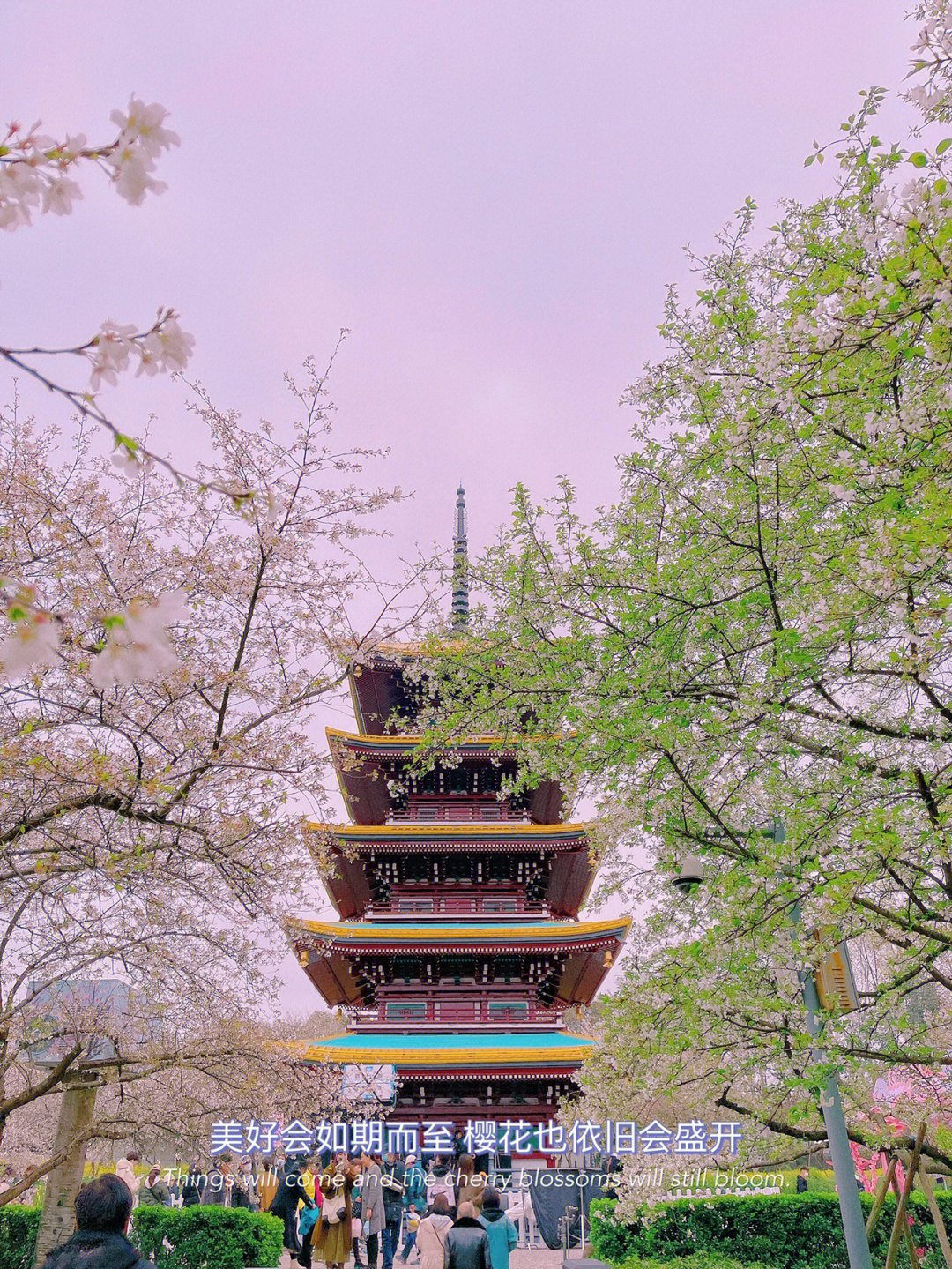 20220318东湖樱花园一场风雨花落一半