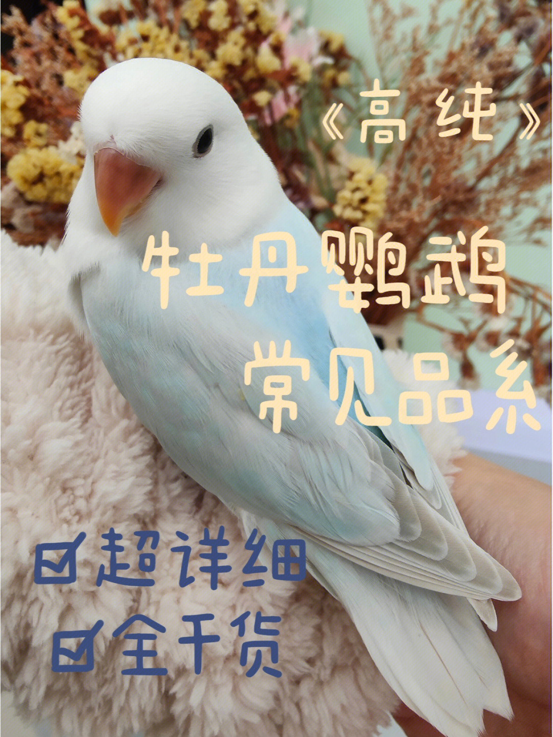 白头蓝金丝牡丹鹦鹉图片