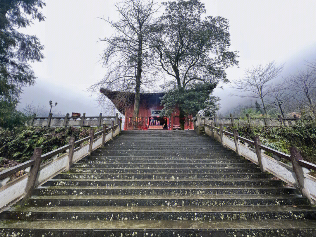 大邑雾中山青梅花图片