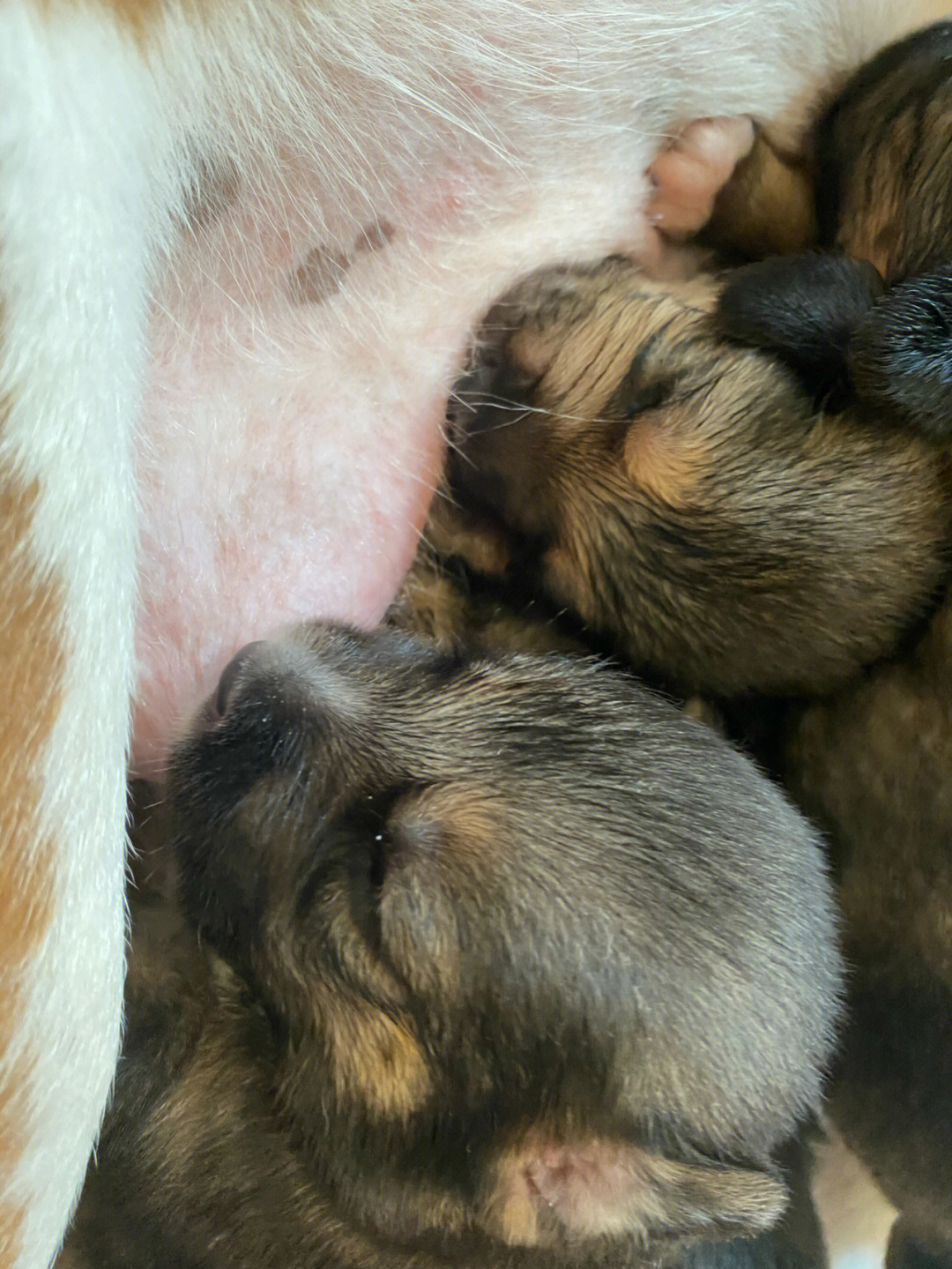 比格犬串串大全图片