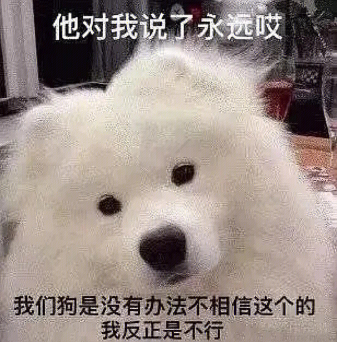 我的狗西尔阿尔丁原文图片