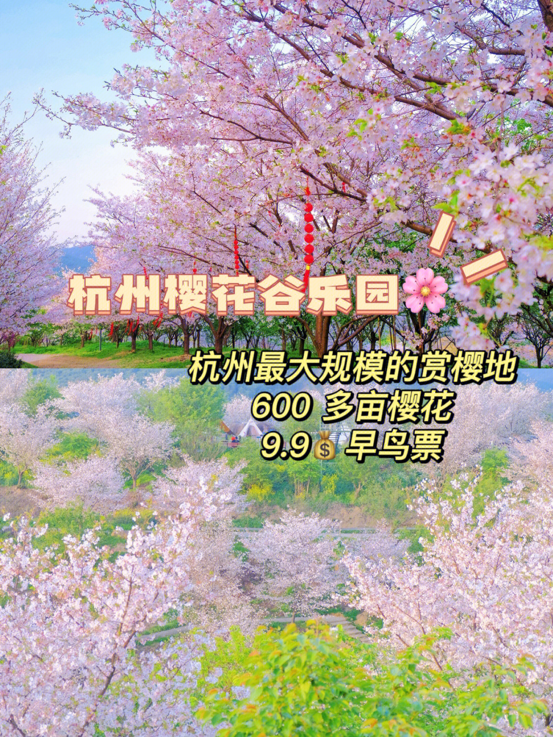 芦溪樱花谷风景区门票图片