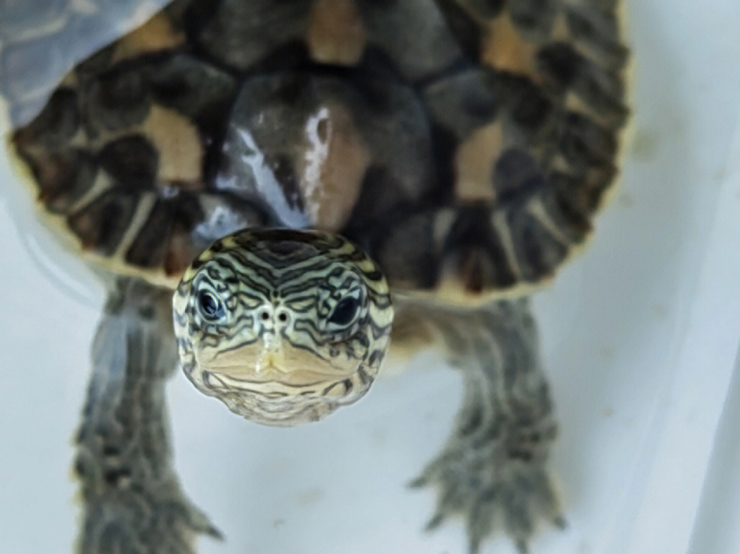 正常乌龟的眼睛图片图片