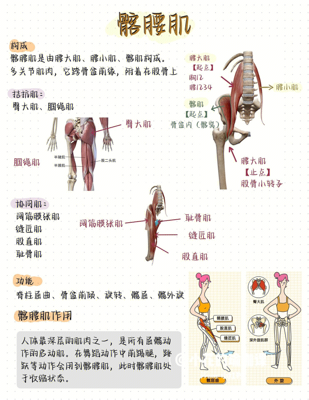 髂腰三角图片图片