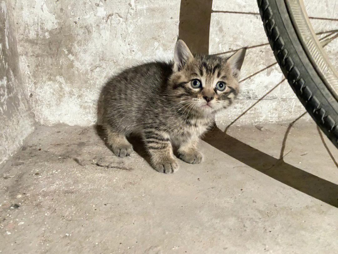 狸花猫各个月龄图片图片