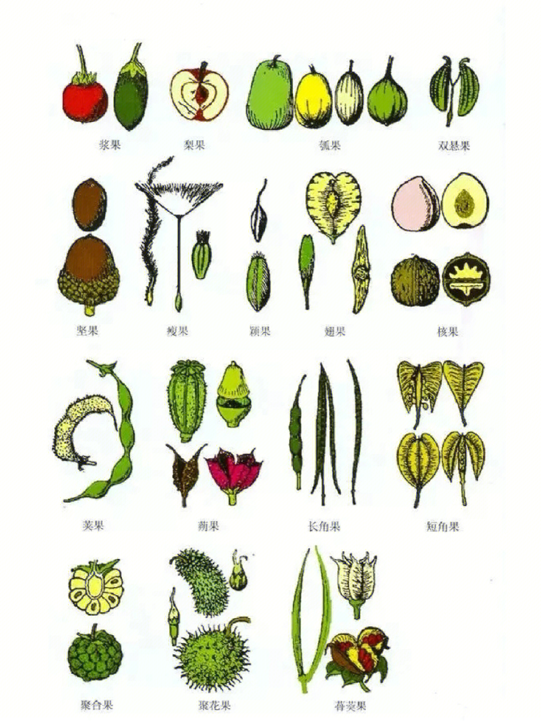 桂花叶序类型图片