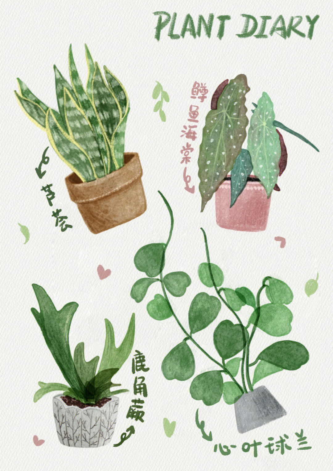 接着画植物吧,喜欢植物的一起画起来吧