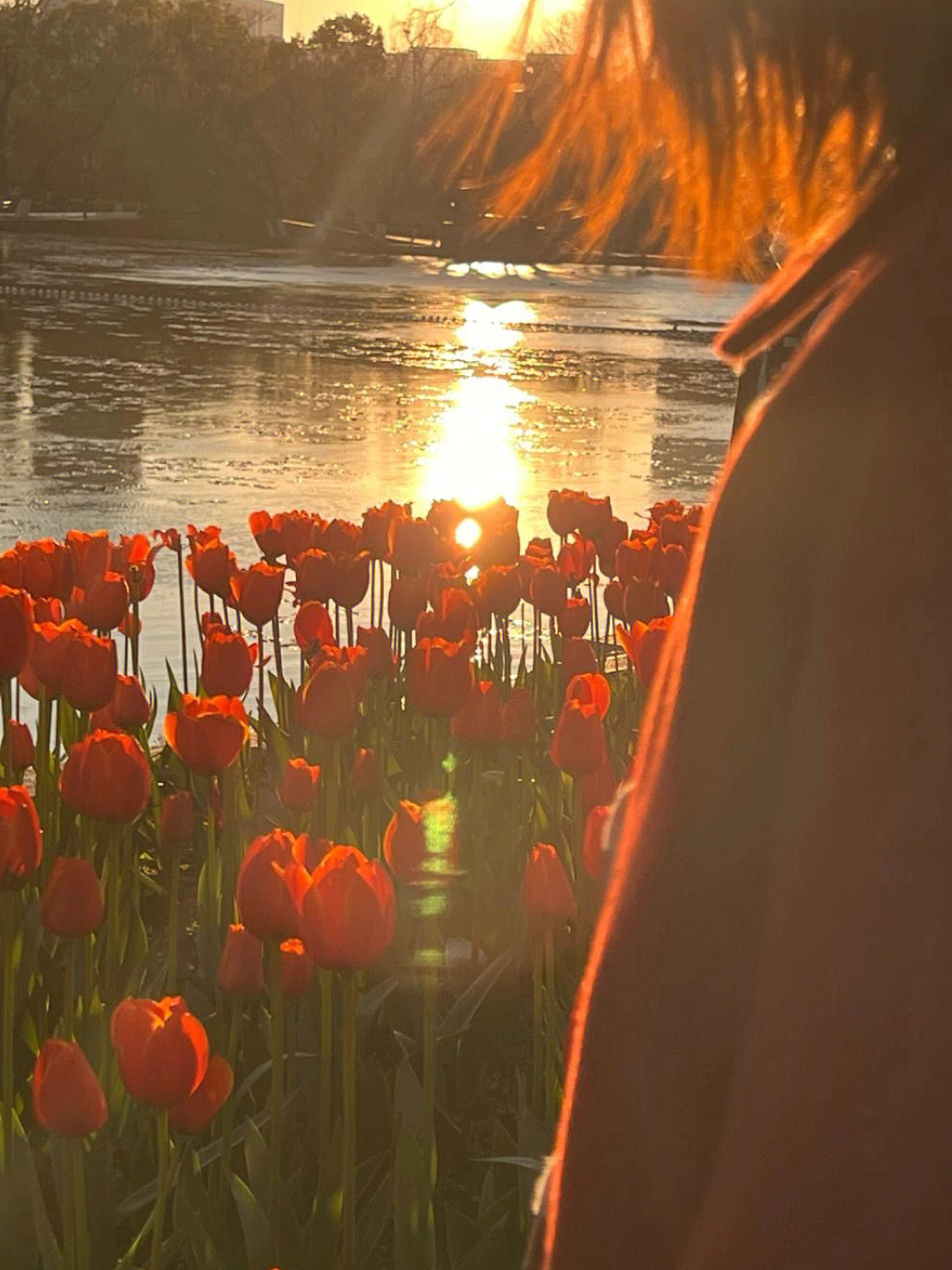 棕色郁金香花语图片