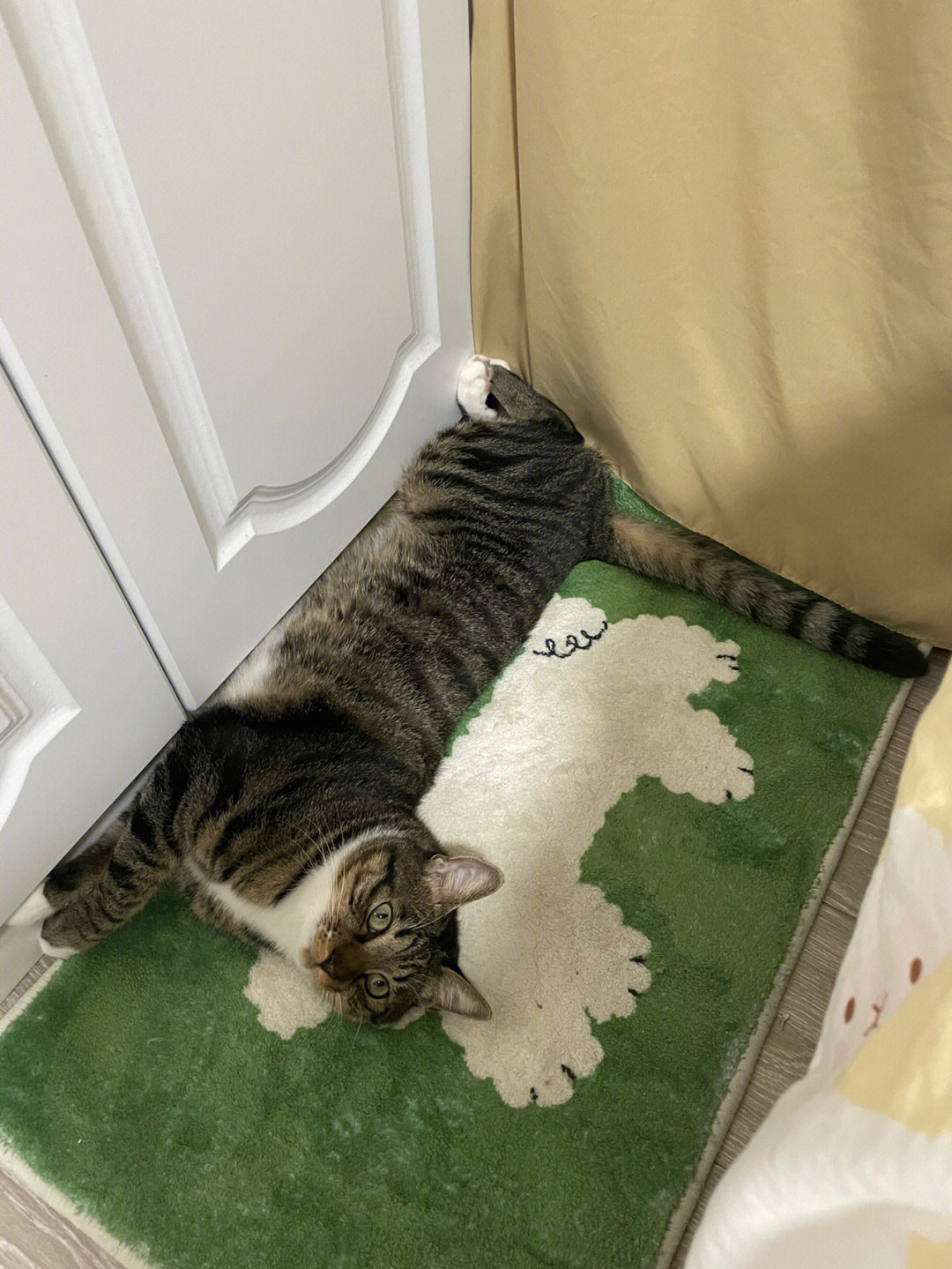 地毯猫