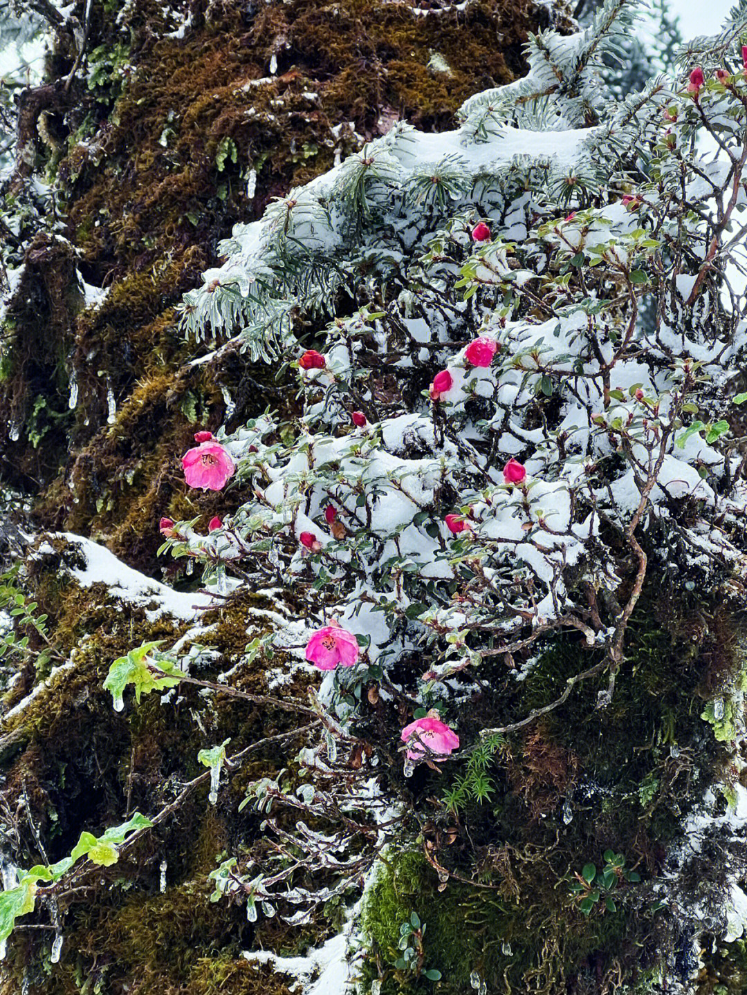 瓦屋春雪