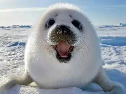 海豹分布在北极,南极周围附近及温带或热带海洋中http://bnxw