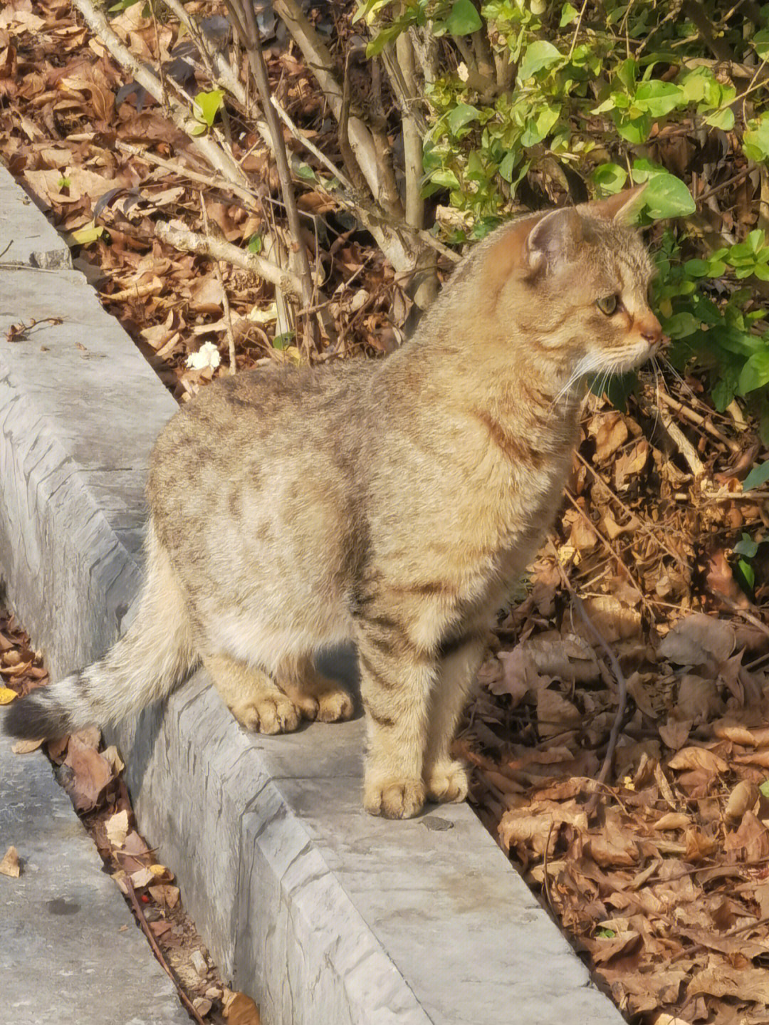 路边野猫照片图片