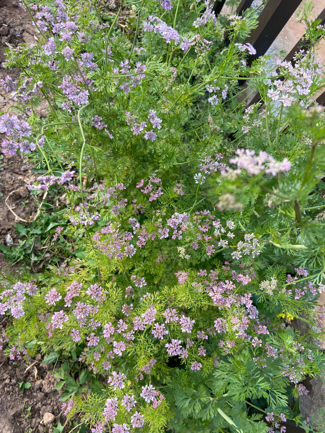 香菜花寓意图片