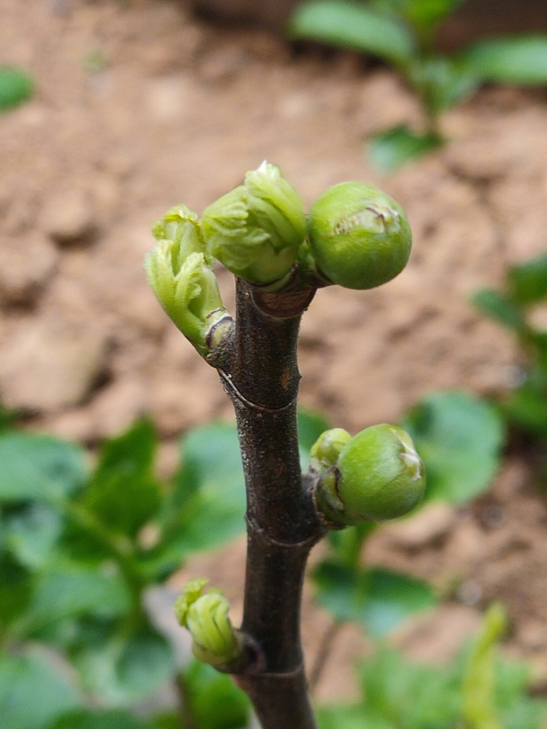 无花果发芽温度图片