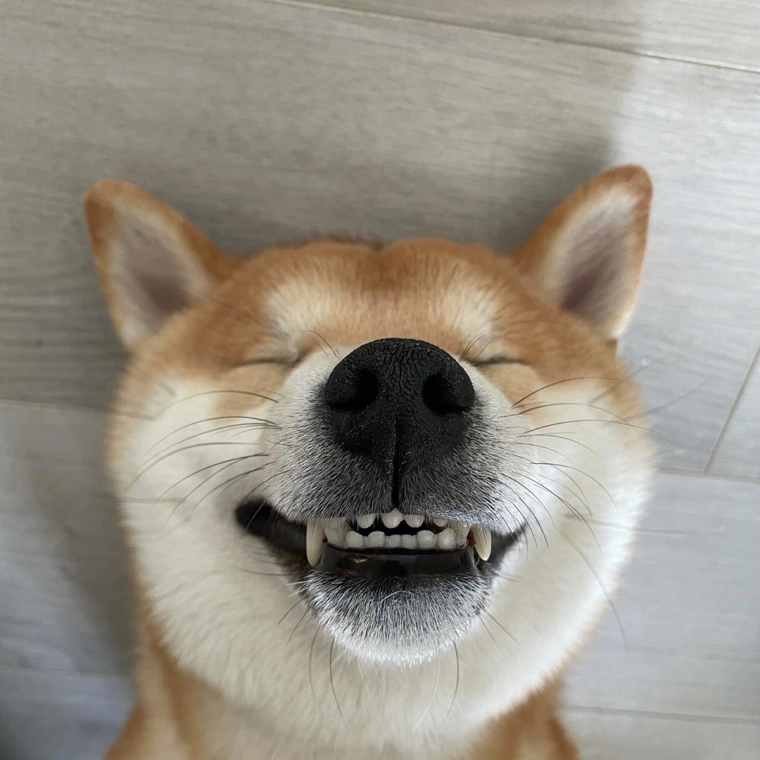 可爱柴犬头像微笑图片