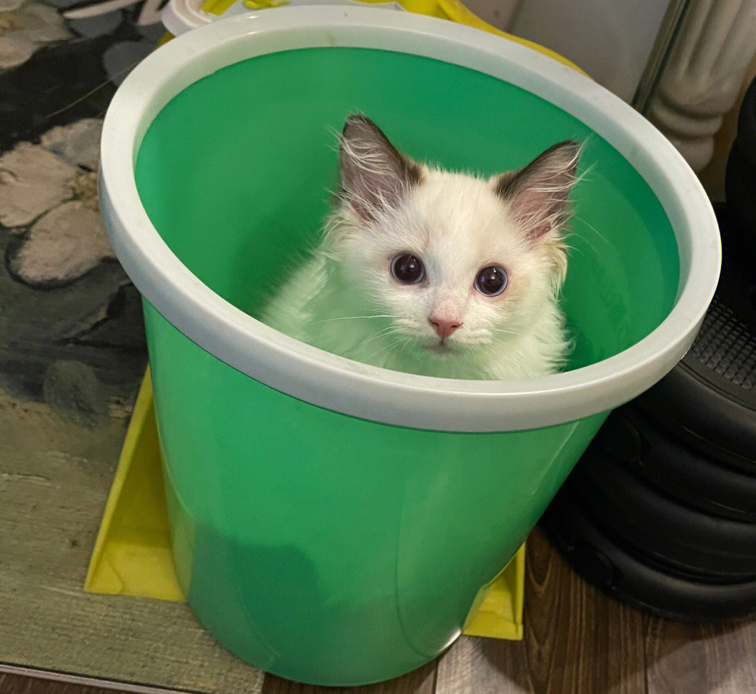 今日份垃圾桶小猫