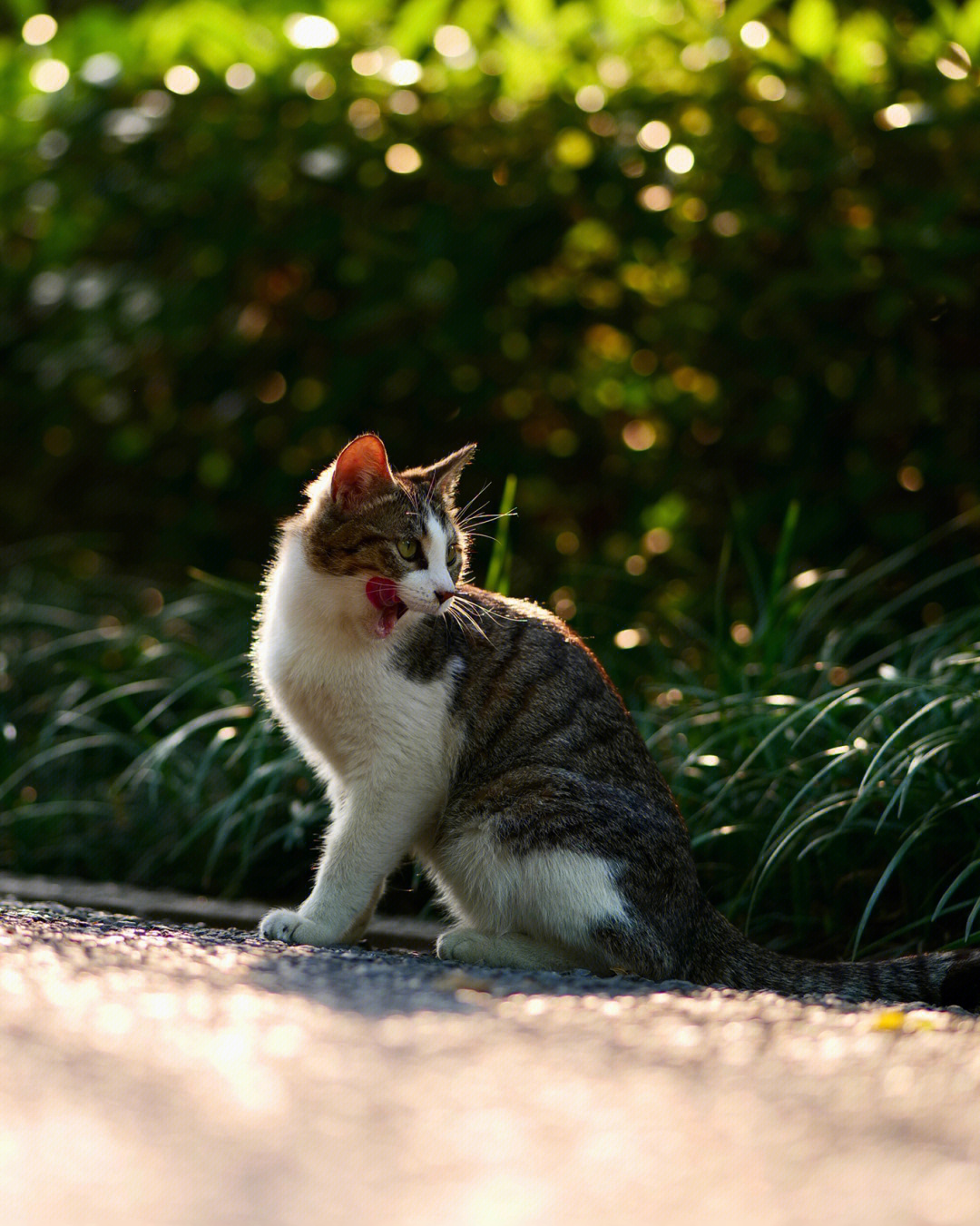 公园的田园猫一点也不怕人啊