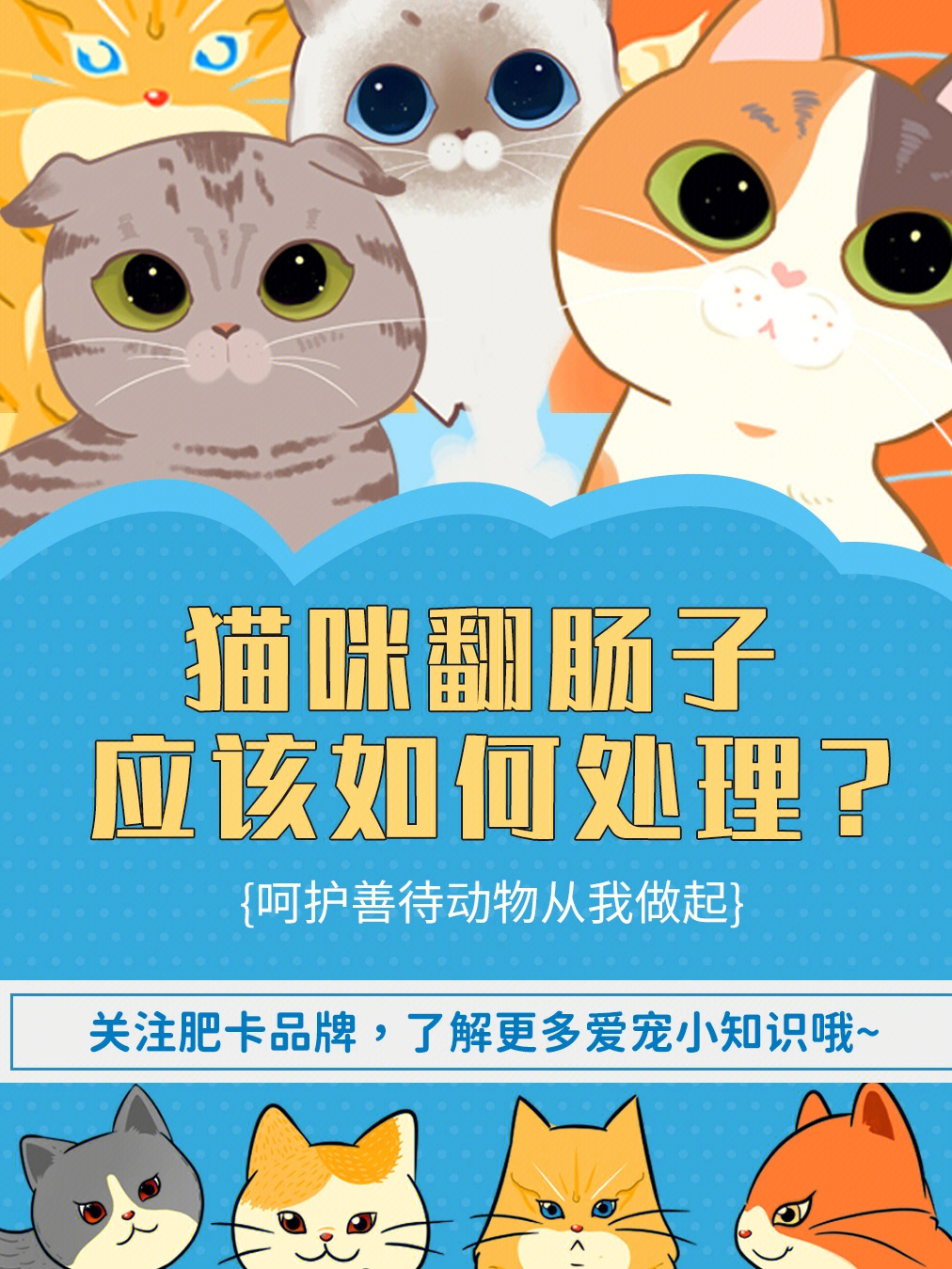 猫小肠大肠图解图片