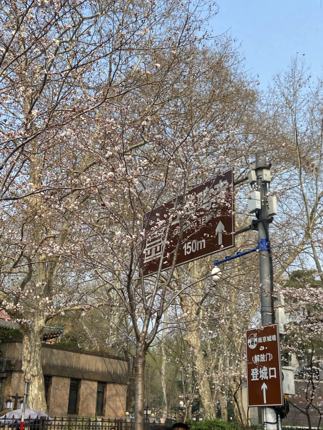 南京鸡鸣寺樱花