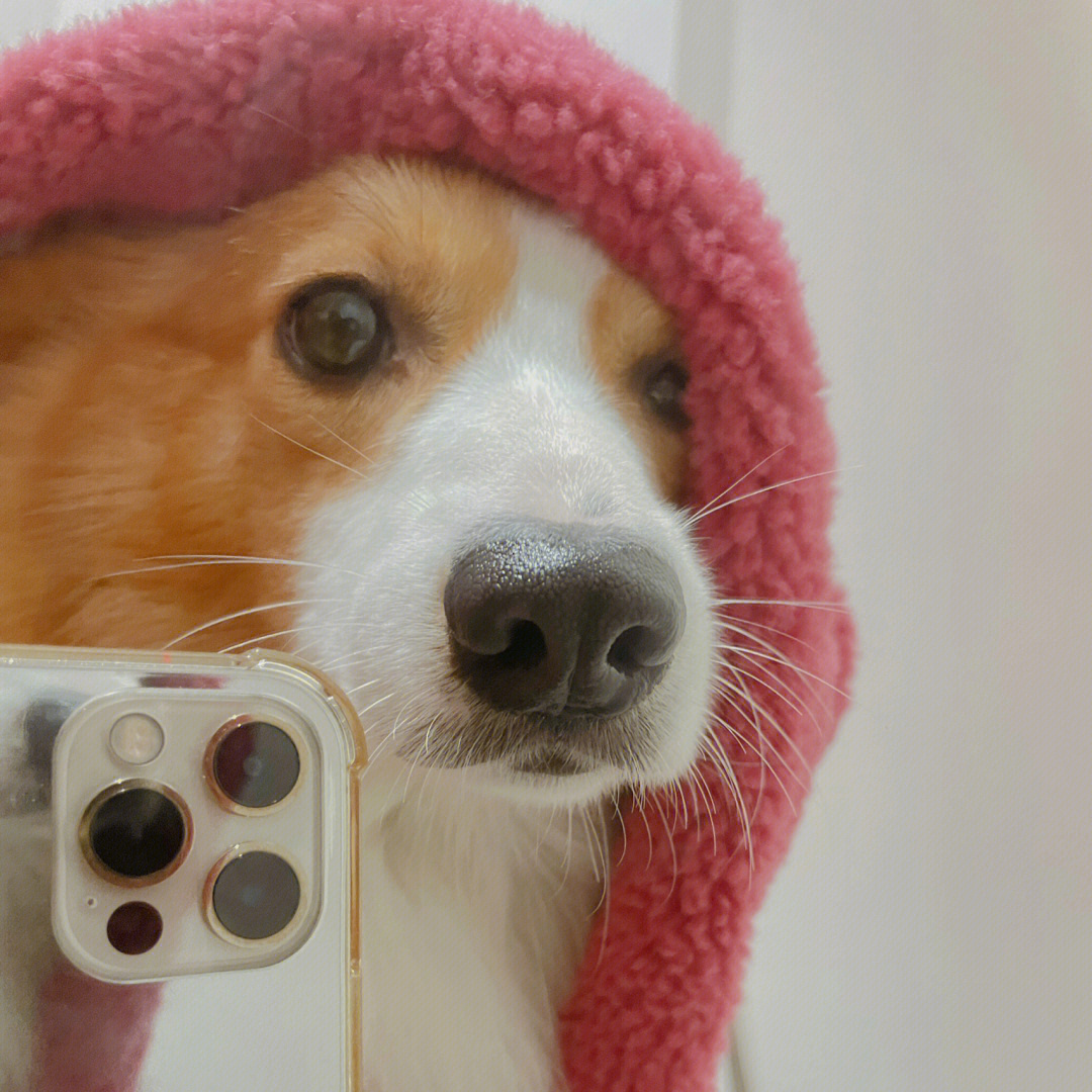狗狗拿手机自拍图片