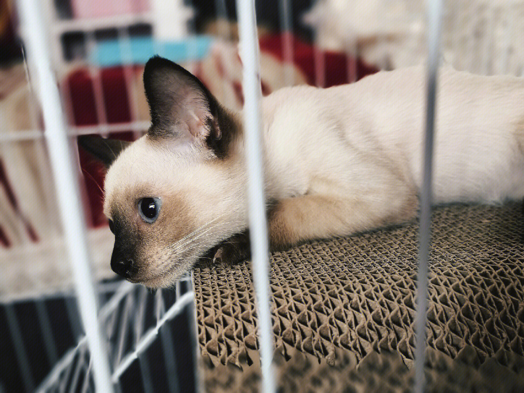 昨天去接了预订的暹罗猫回家,同事家养的一窝,挑了只体型最小但最粘人