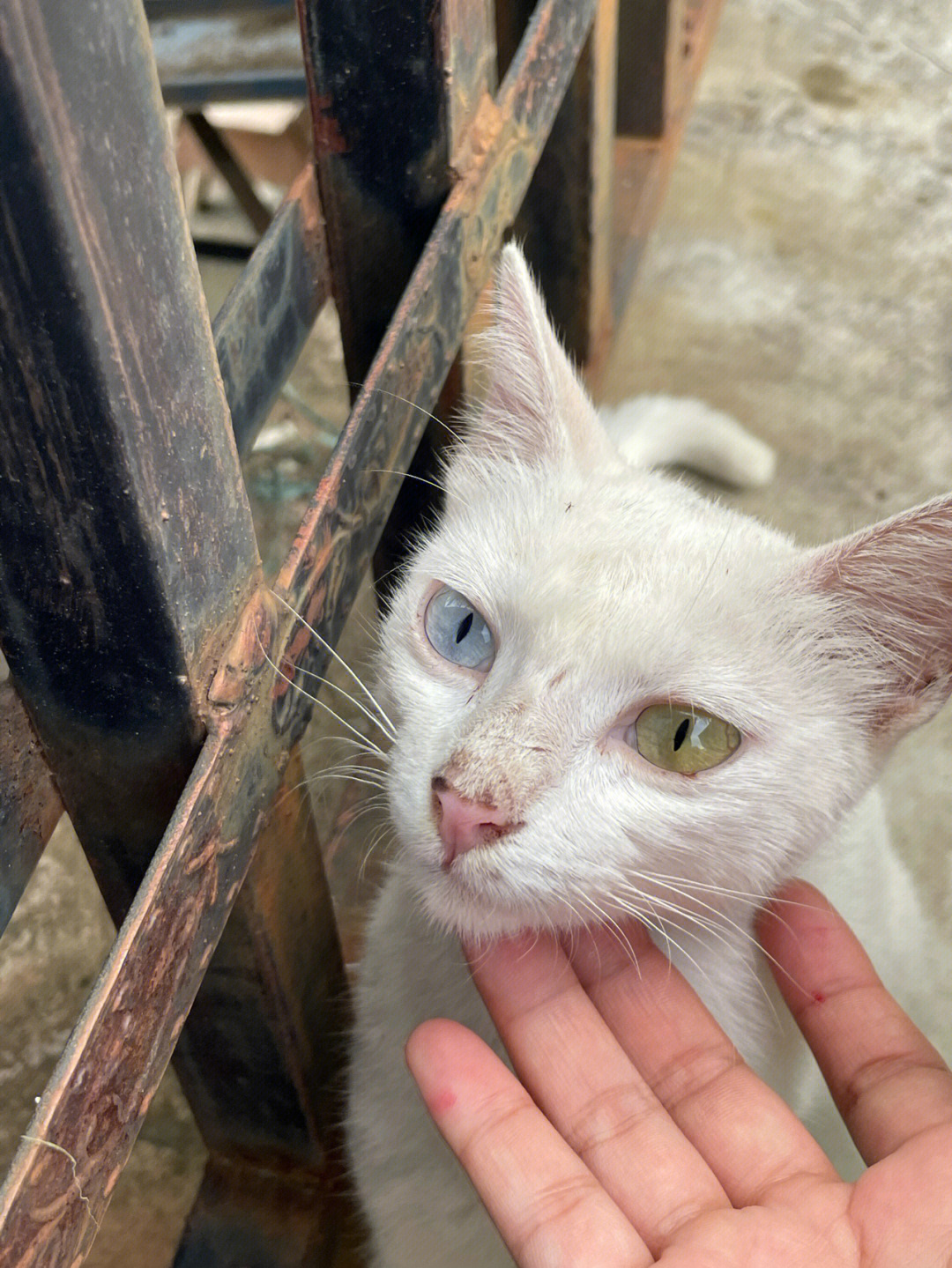 流浪异瞳色猫