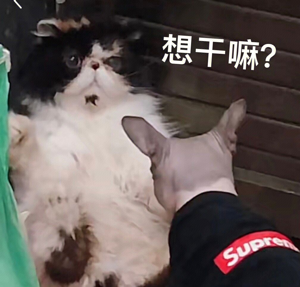 猫咪打架的样子也太可爱了吧