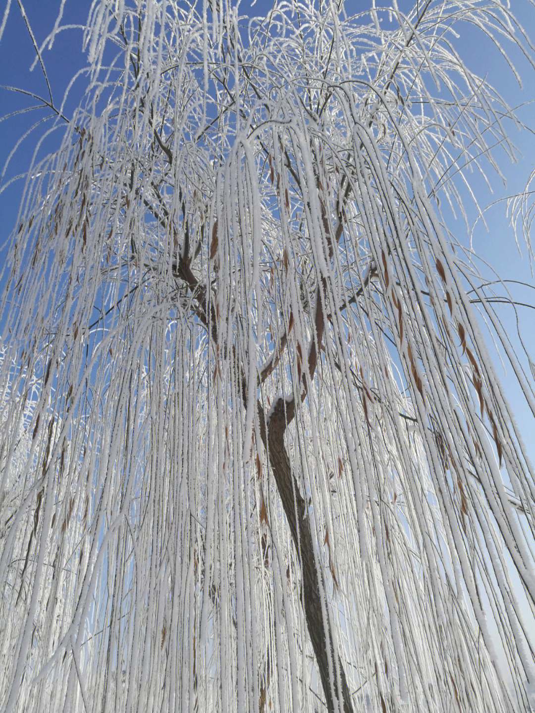 下霜和下雪的区别图片图片