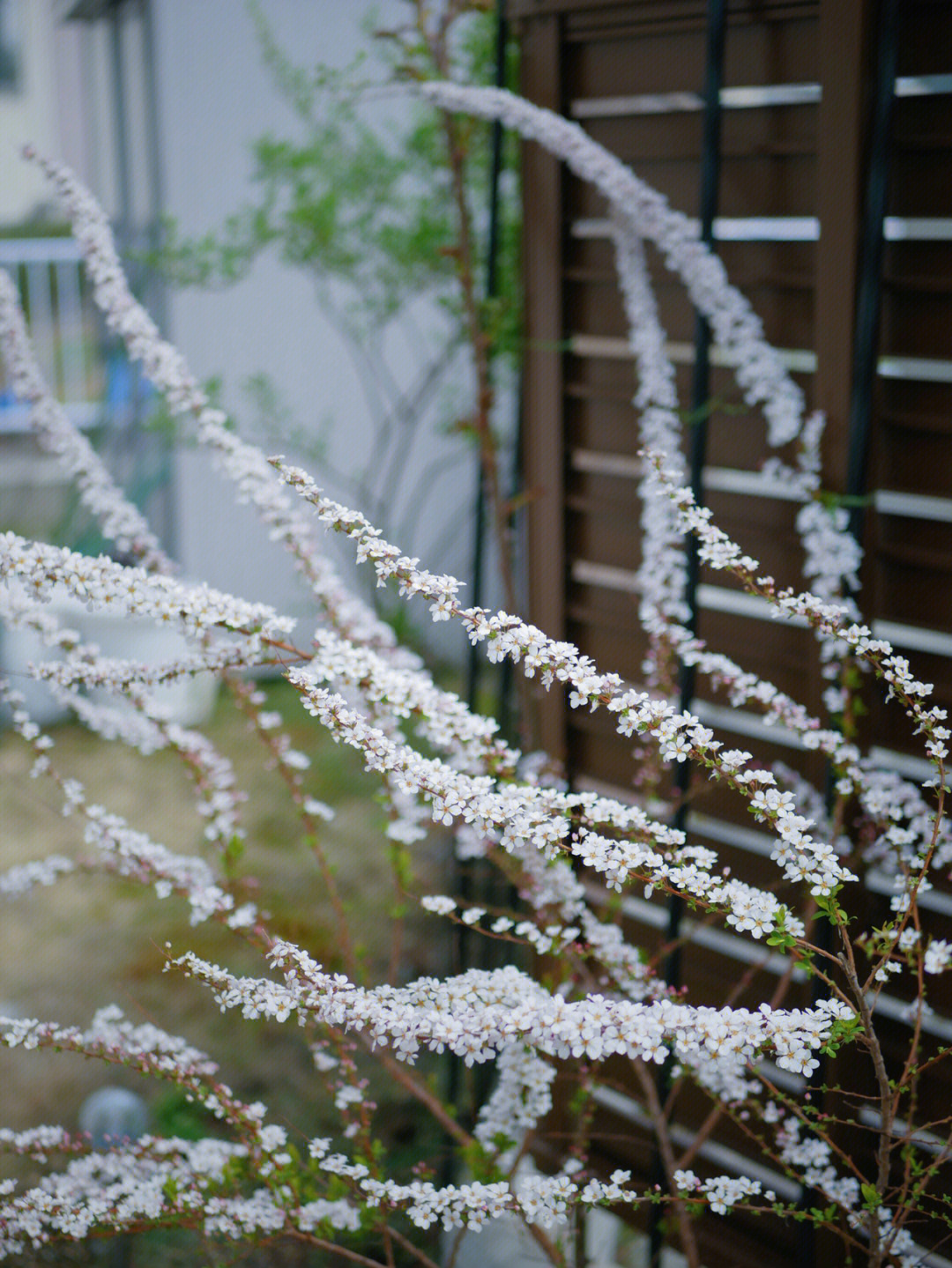 雪柳全开