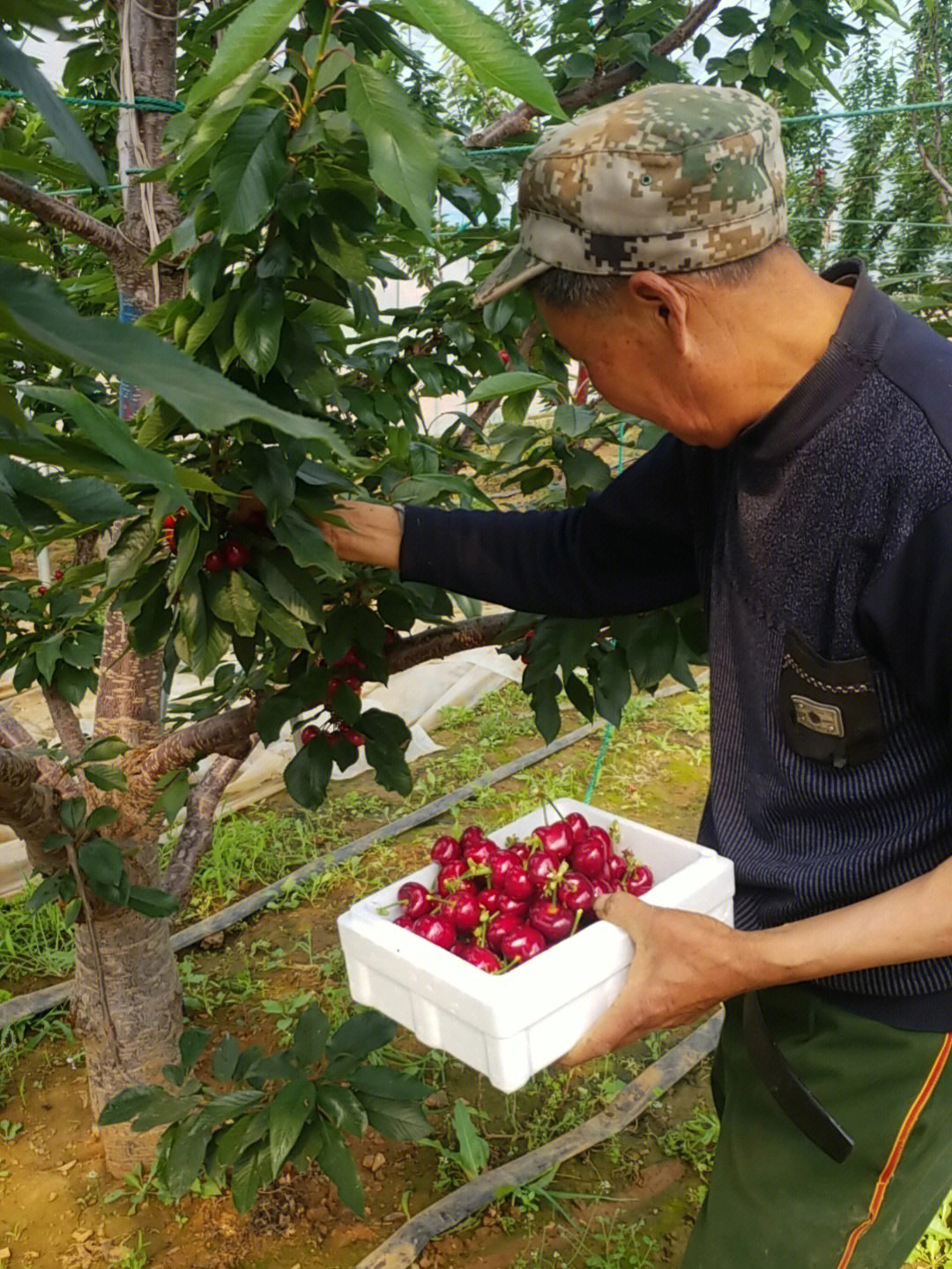 烟台大棚樱桃再用40天左右就上市喽67去年