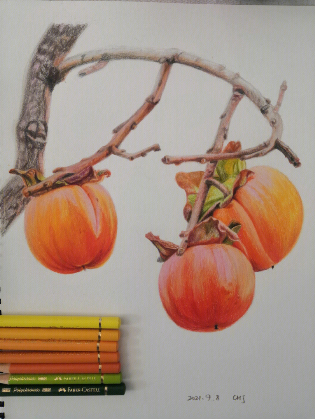 柿子树彩铅画图片